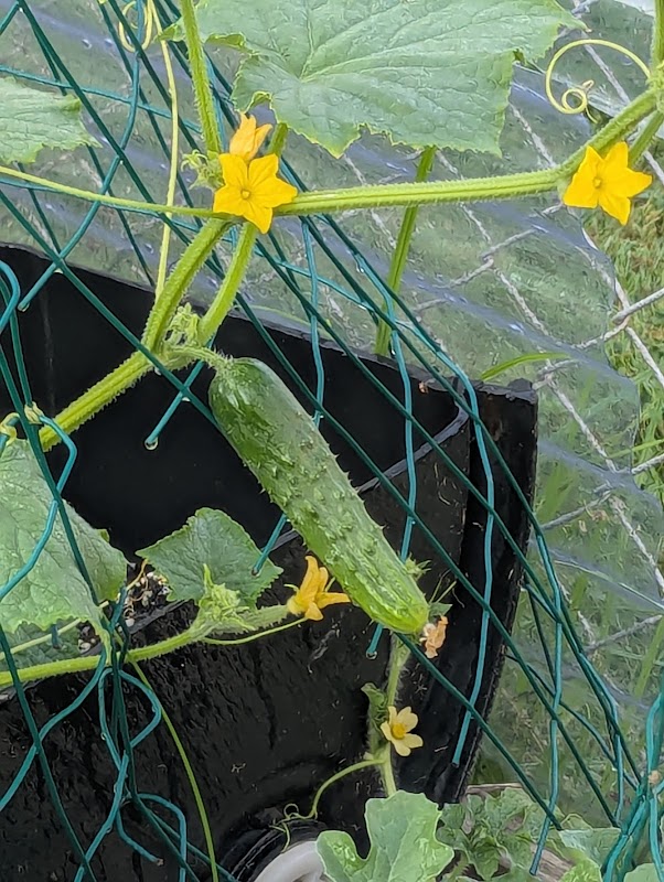 Patterson Bucket Plantation