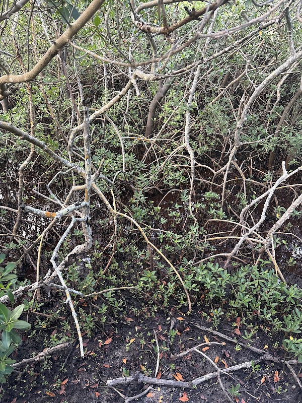 Bay Observation Pier