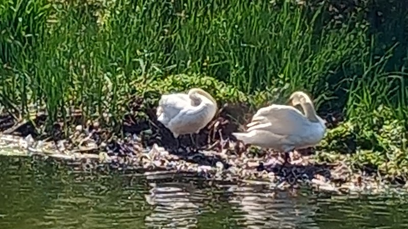 Martin's Pond