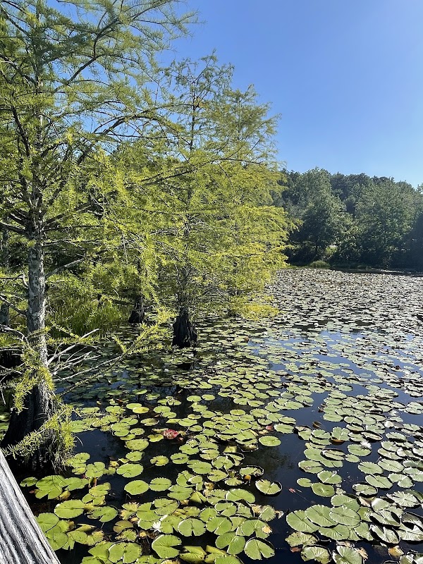 Threemile Creek Viewing Bridge