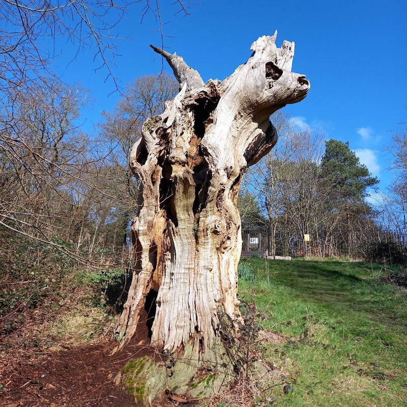 The Wilberforce Oak & Seat