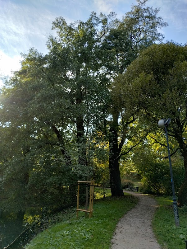 Pomnik przyrody - Olsza czarna