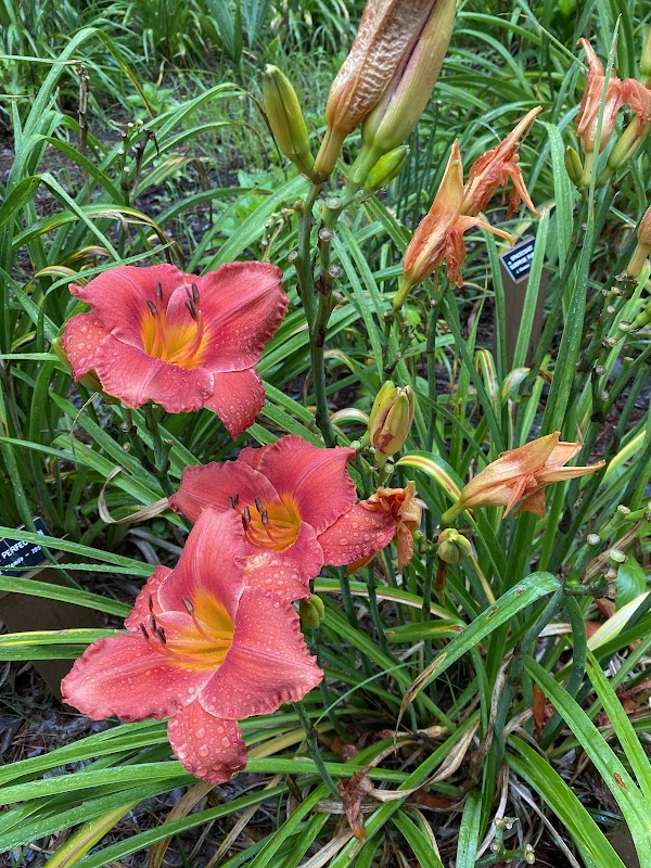 Raleigh Hemerocallis Garden