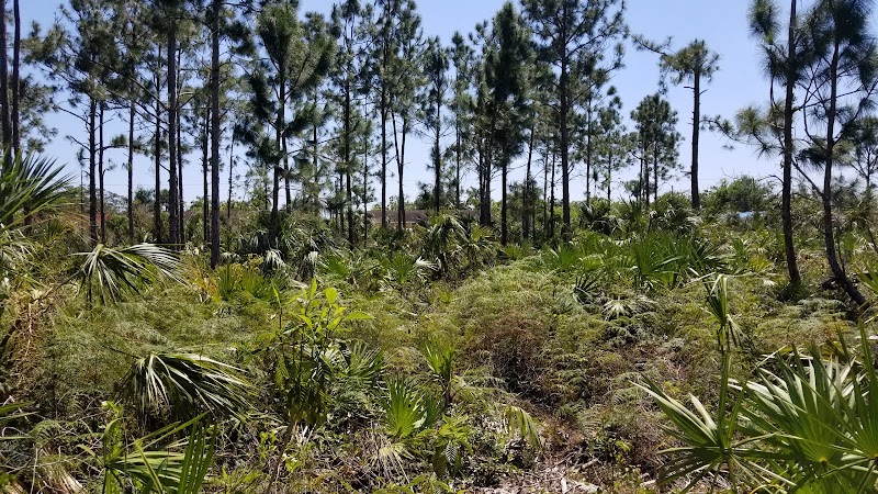 Florida City Pineland Preserve