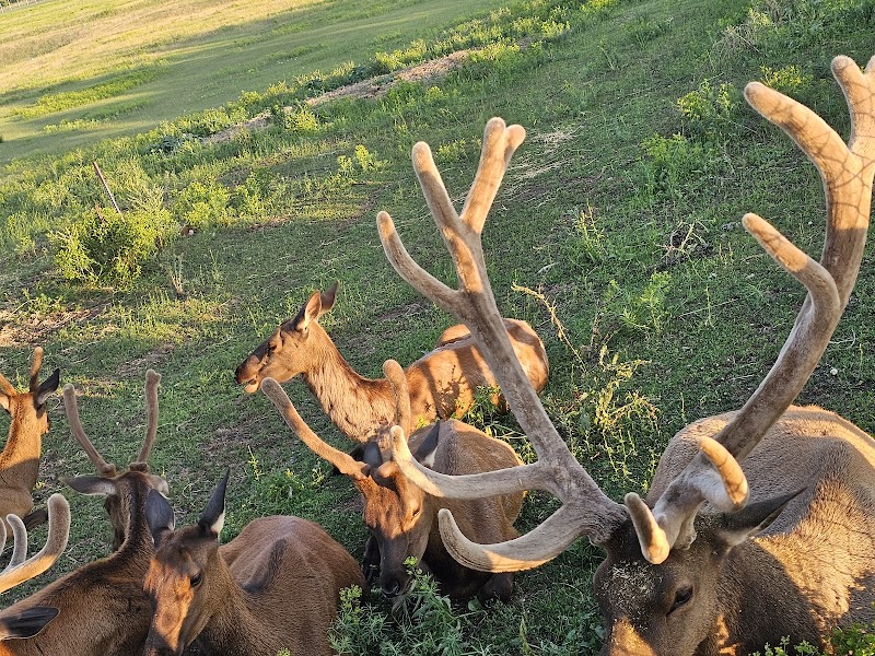 Gaylord City Elk Park Viewing Area