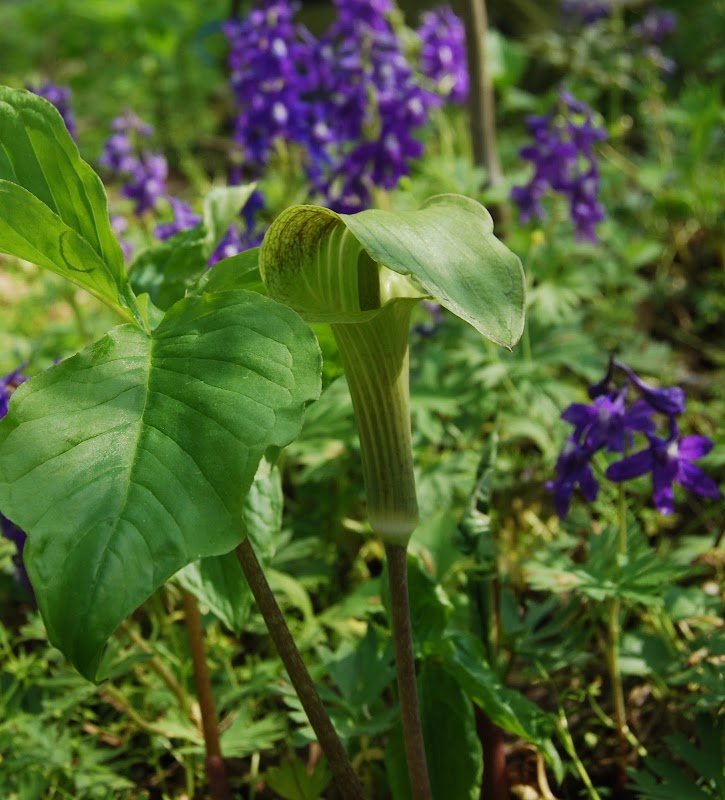 Whitetail Woods Nature Preserve