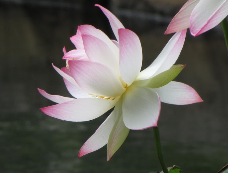 Lotus Pond in Carnegie Center