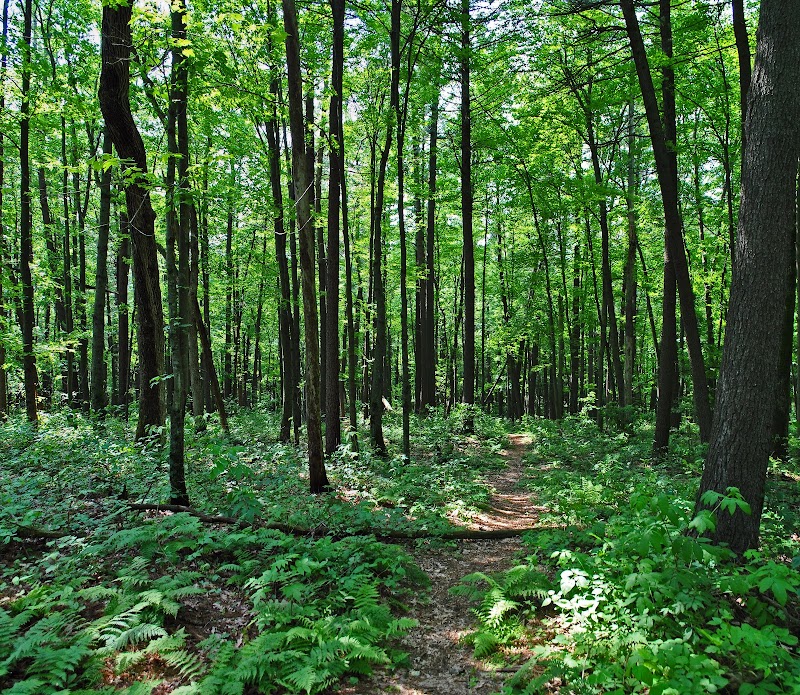 New Hope Pines State Natural Area