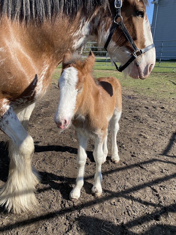 Sandy Acres Clydesdales