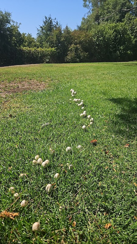 el cariso park pavilion 9