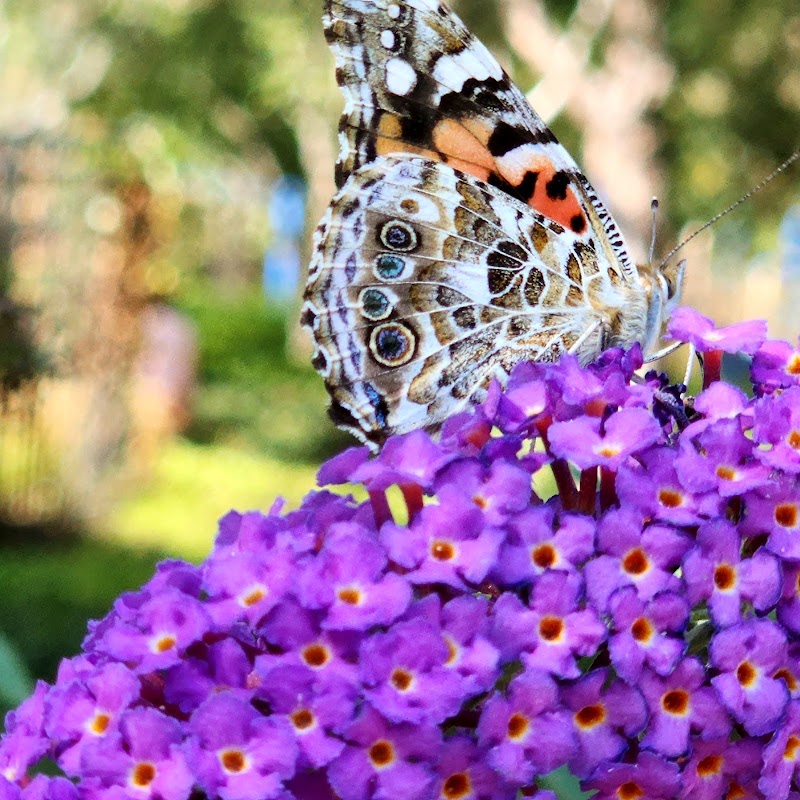 Knollcrest Butterfly Garden