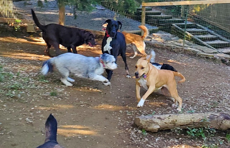 K9 Safari dog walking and pet sitting