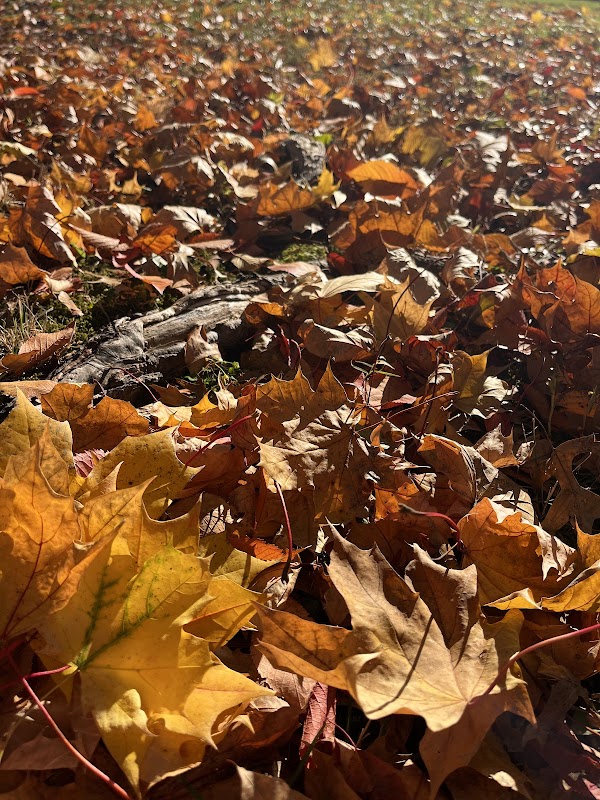 Holly’s Hill Park