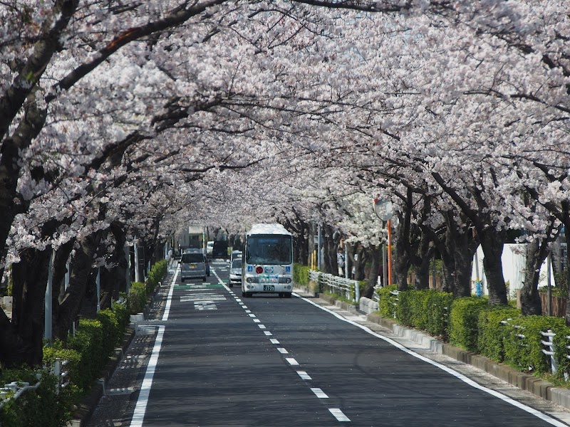 Mimyo River Cherry Promenade