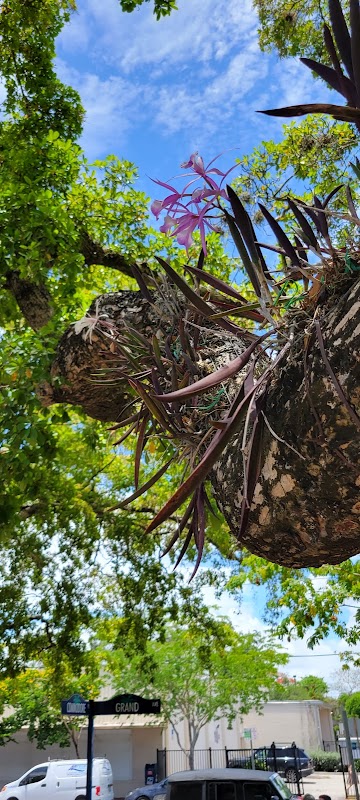 Coconut Grove Orchid Walk