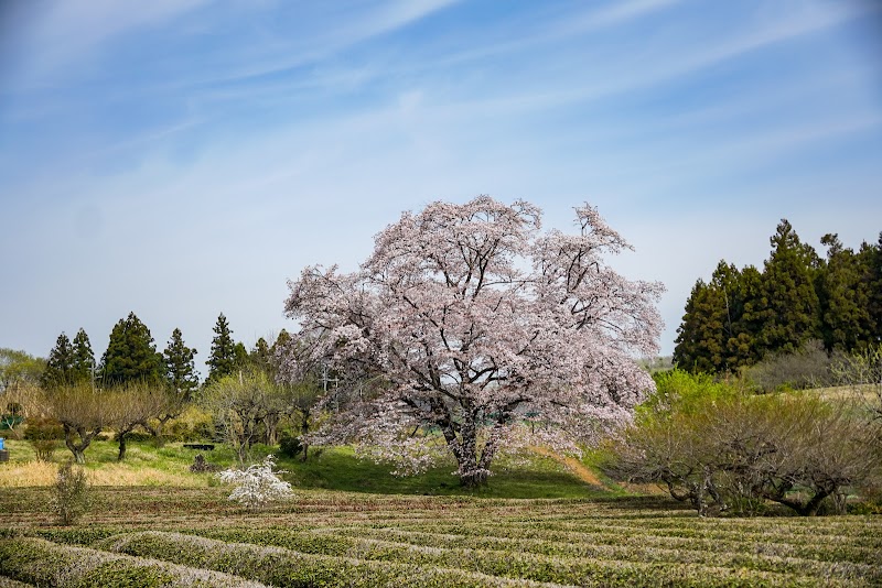 岩渕の一本桜