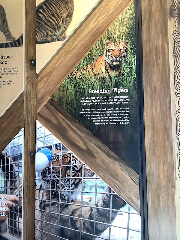 Tiger Crossroads