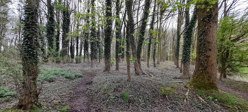 Old Linnyshaw Colliery Woods