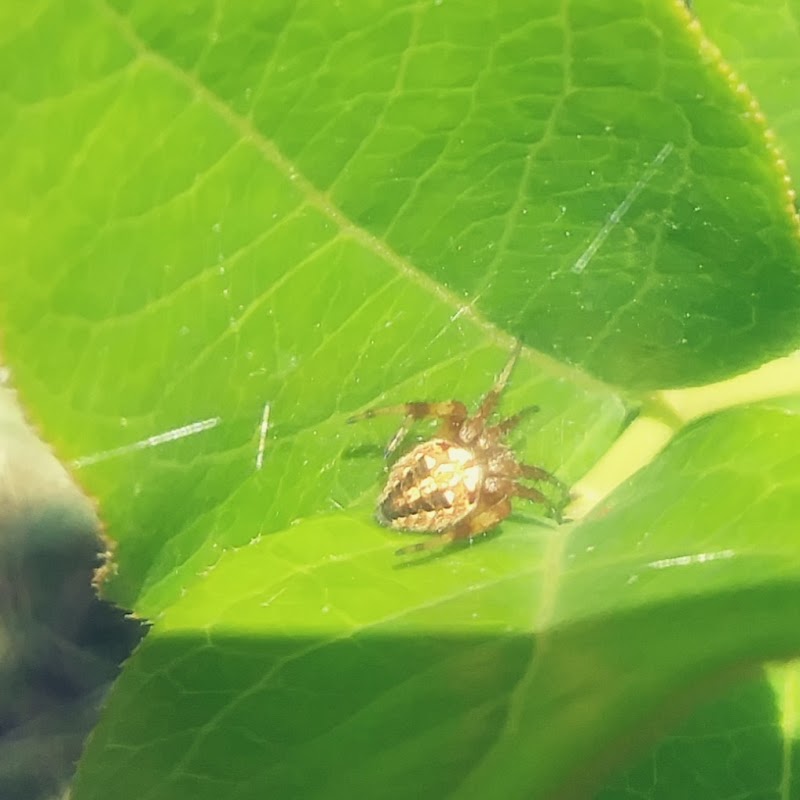 Nurses Candlelight Park