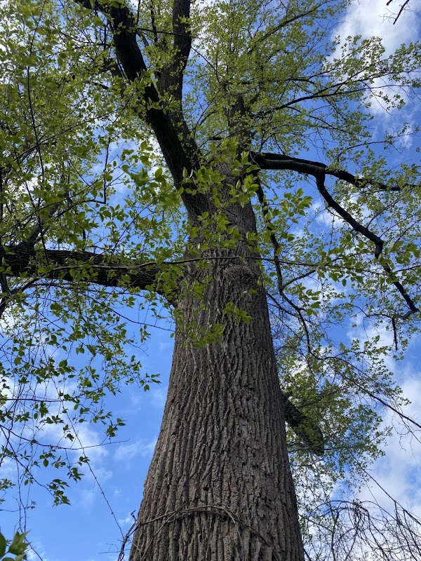 Whitpain Township Heritage Tulip Poplar Tree