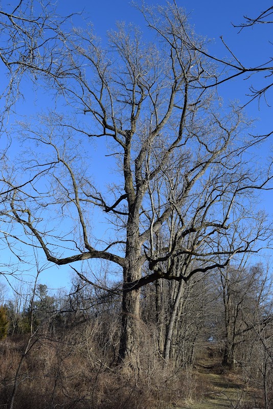 Whitpain Township Heritage Tulip Poplar Tree