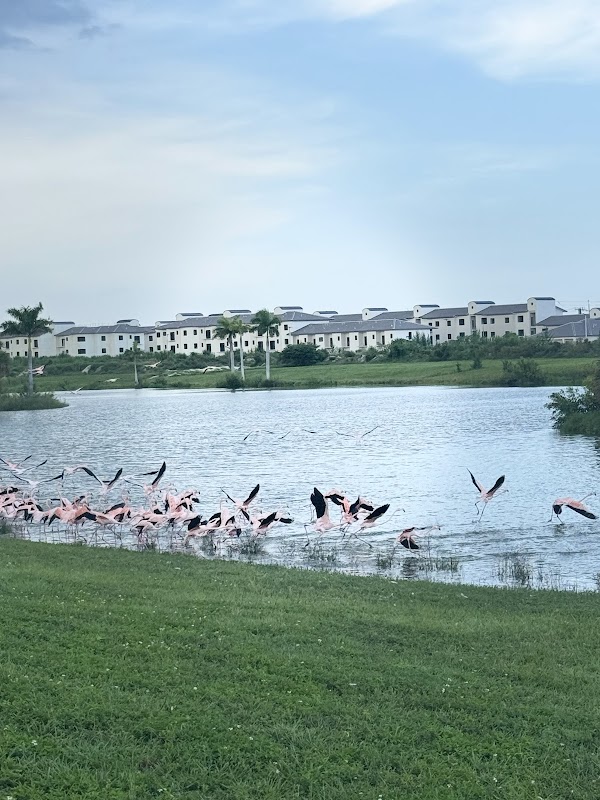 Lake Flamingo