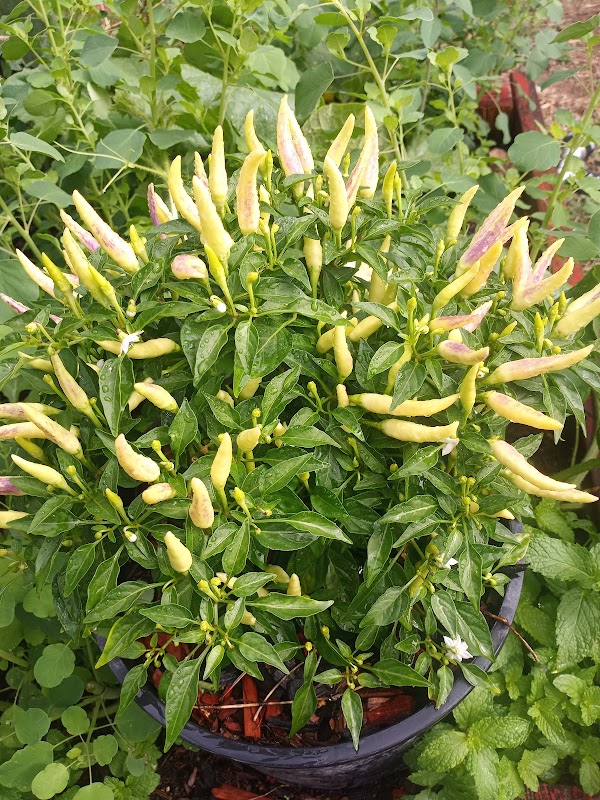 Eastmont Community Garden