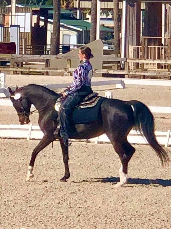 Sunday Best Farm Arabians LLC