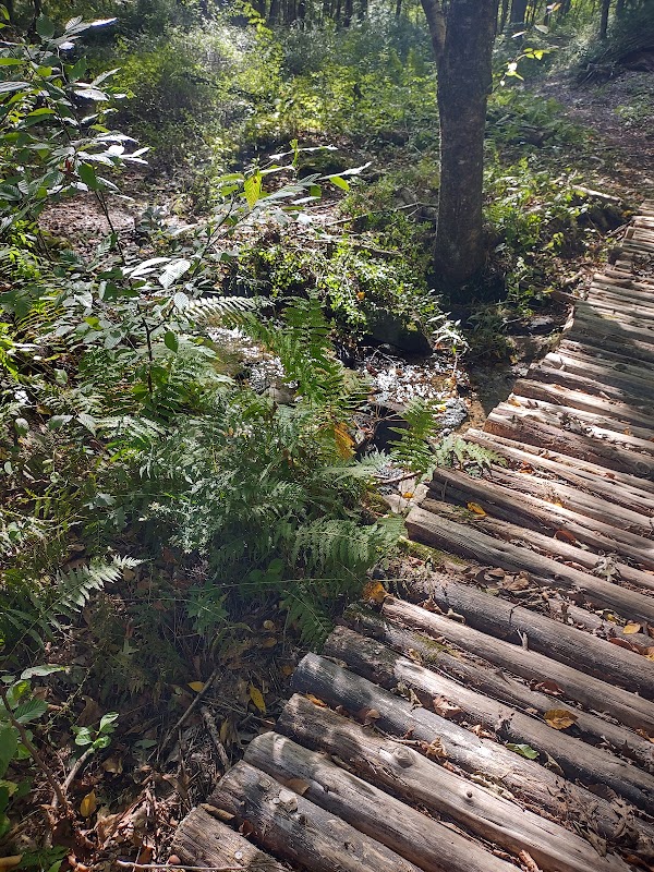 Cherry Grove Preserve