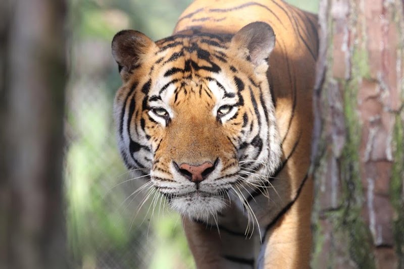 ‘McCarthy' Wildlife Sanctuary