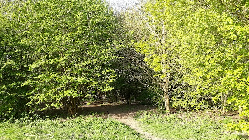 Goseley Dale Wood