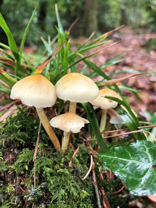 Branches Fork Meadows - Gwent Wildlife Trust