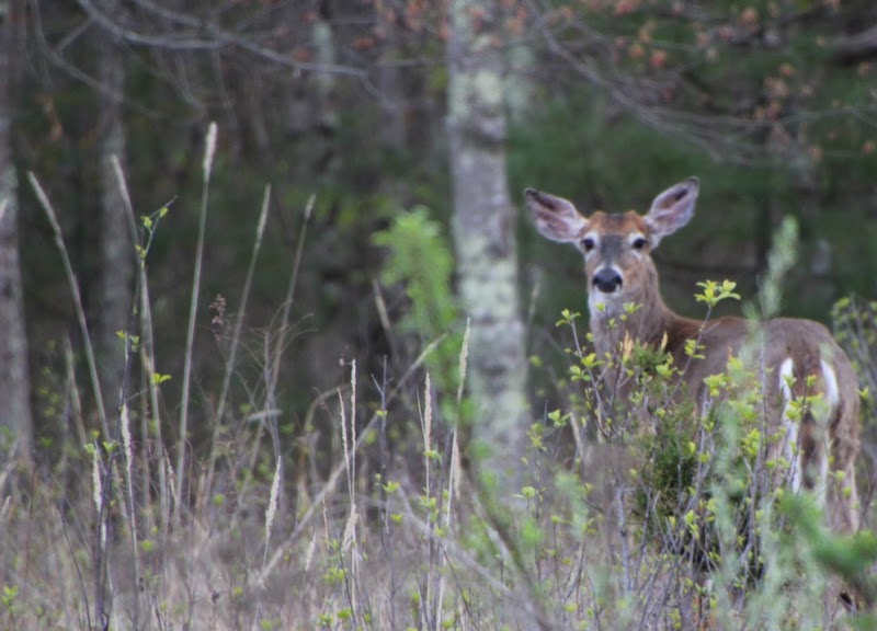 Medeiros Family Wildlife Preserve
