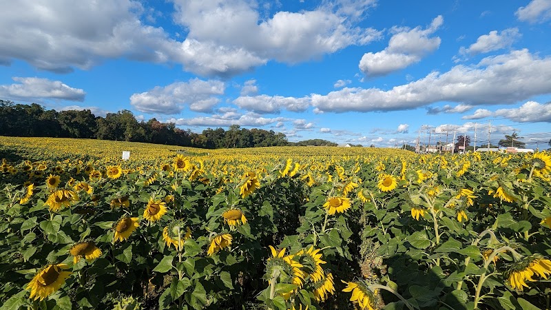 Sunflowers in Jarrettsville