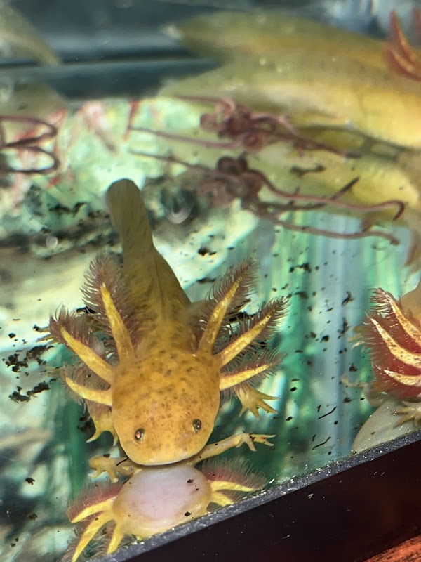 Aztec Axolotls