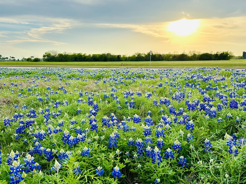 Bluebonnet Field