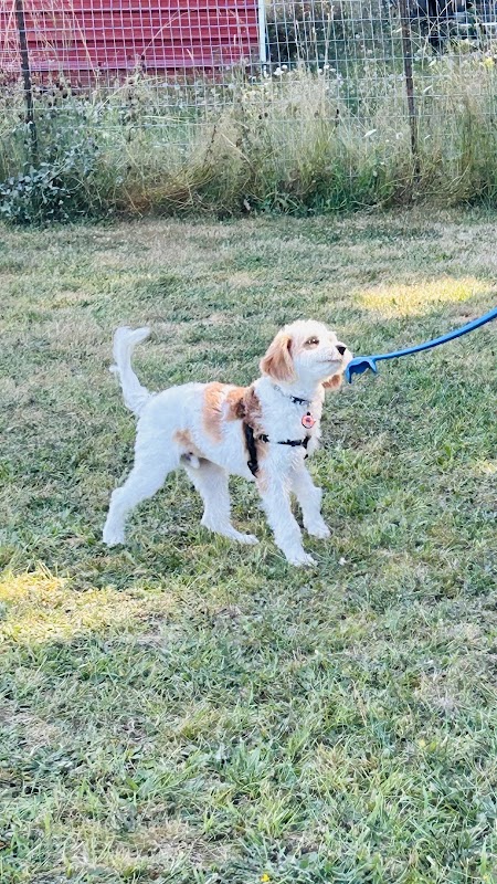 Elee’s Acres Private Dog Park Sniffspot (Reservation only)