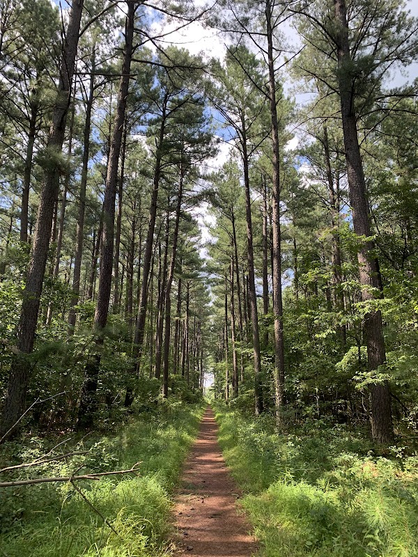 Conway Robinson State Forest