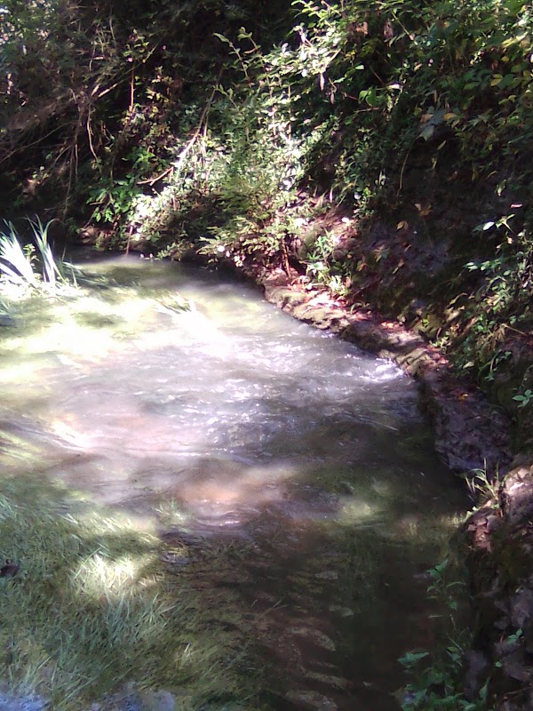 McConnell Springs Boardwalk