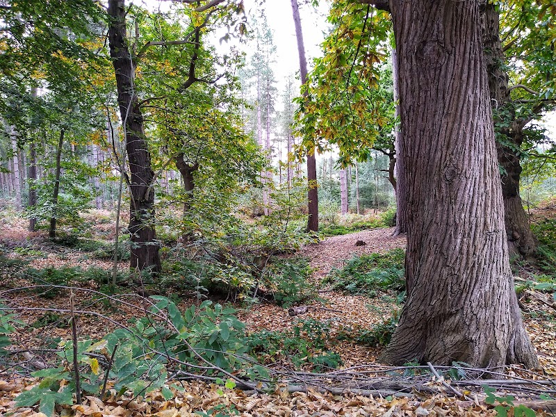 Delamere Forest