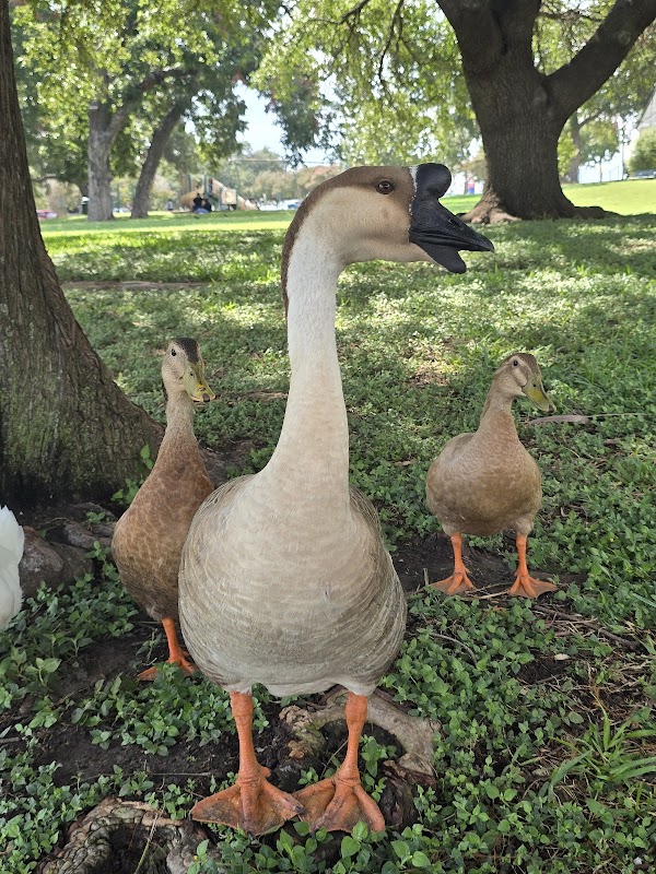 Picnic Enclosure at Bachman Lake