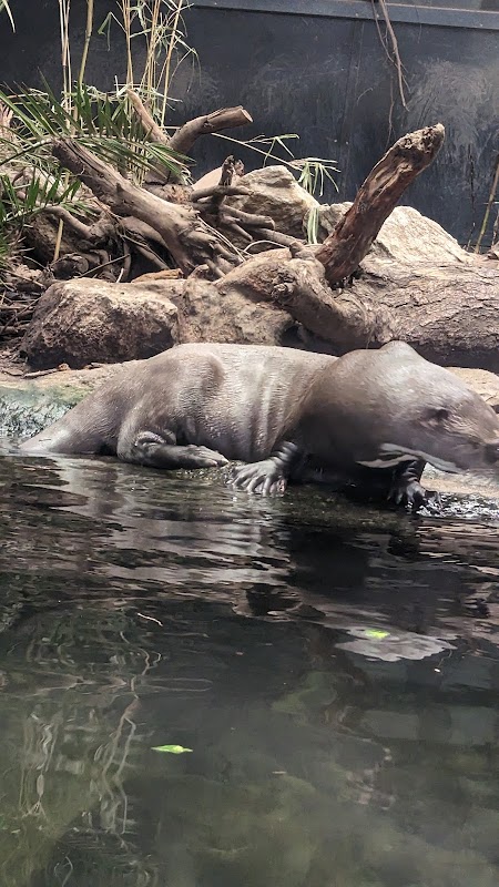 Giant Otter
