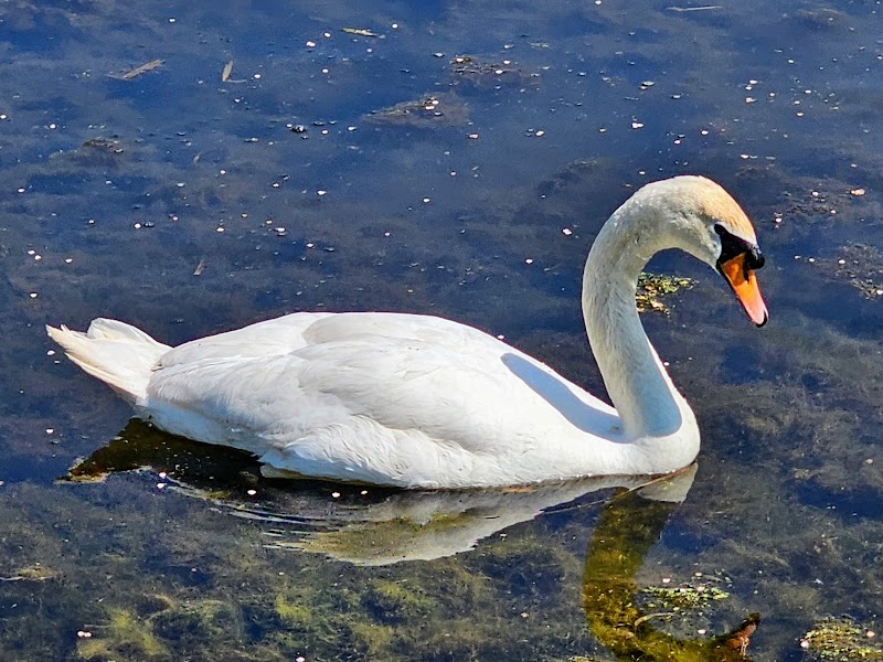 Somerset Coal Canal
