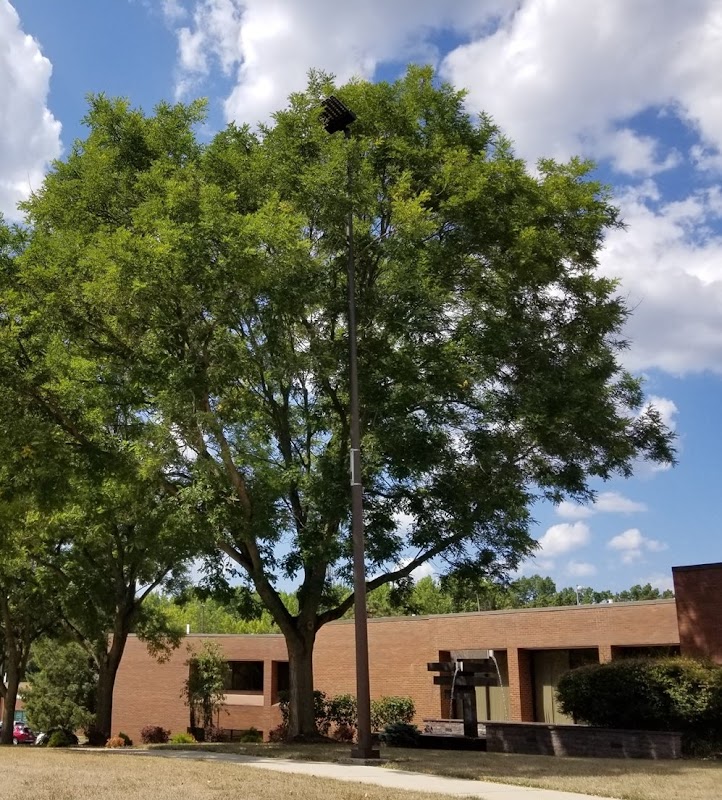 Scholar Tree at the South Brunswick Municipal Building