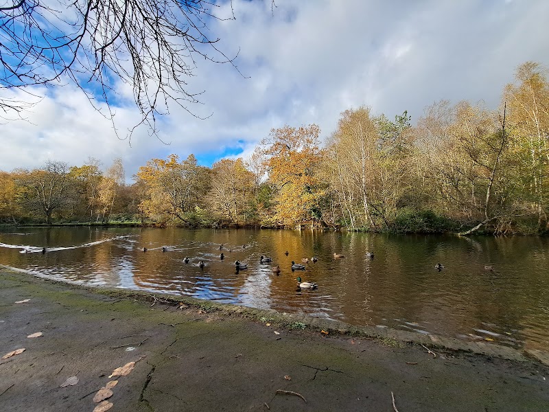 Whitewebb Forest Pond