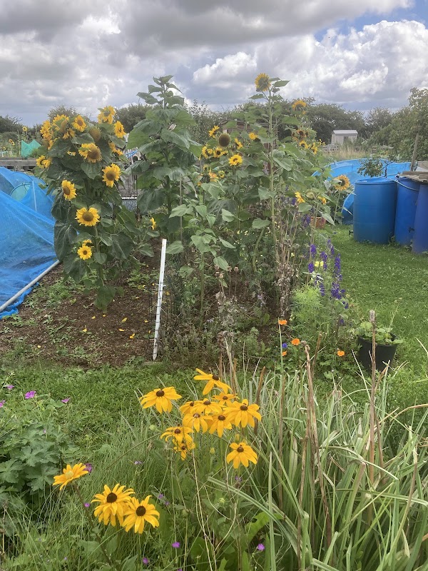 Peasedown allotments