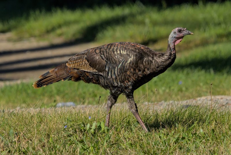 Monk Parakeet Colonies