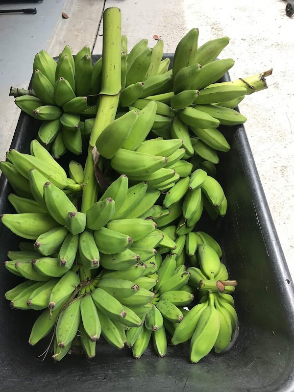 Anderson's Tropical Farm