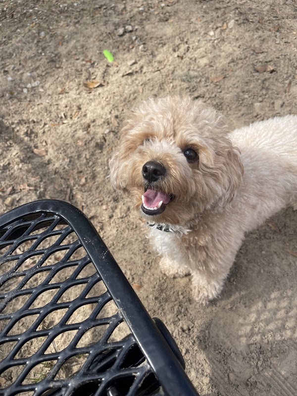 Laurel bay dog park