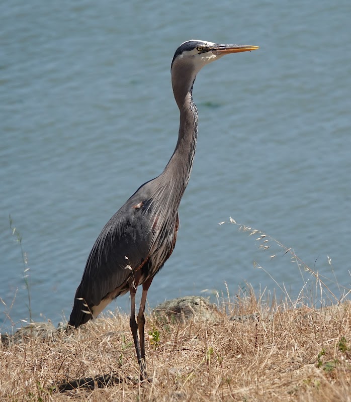 Hunters Point Shoreline